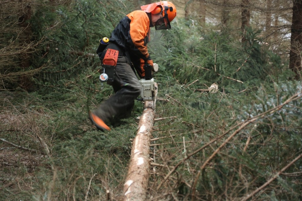 Chainsaw_Spruce_FirstThinning